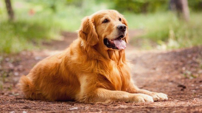 Golden Retriever calme et détendu lors d’une balade éducative axée sur le bien-être et l’équilibre du chien.