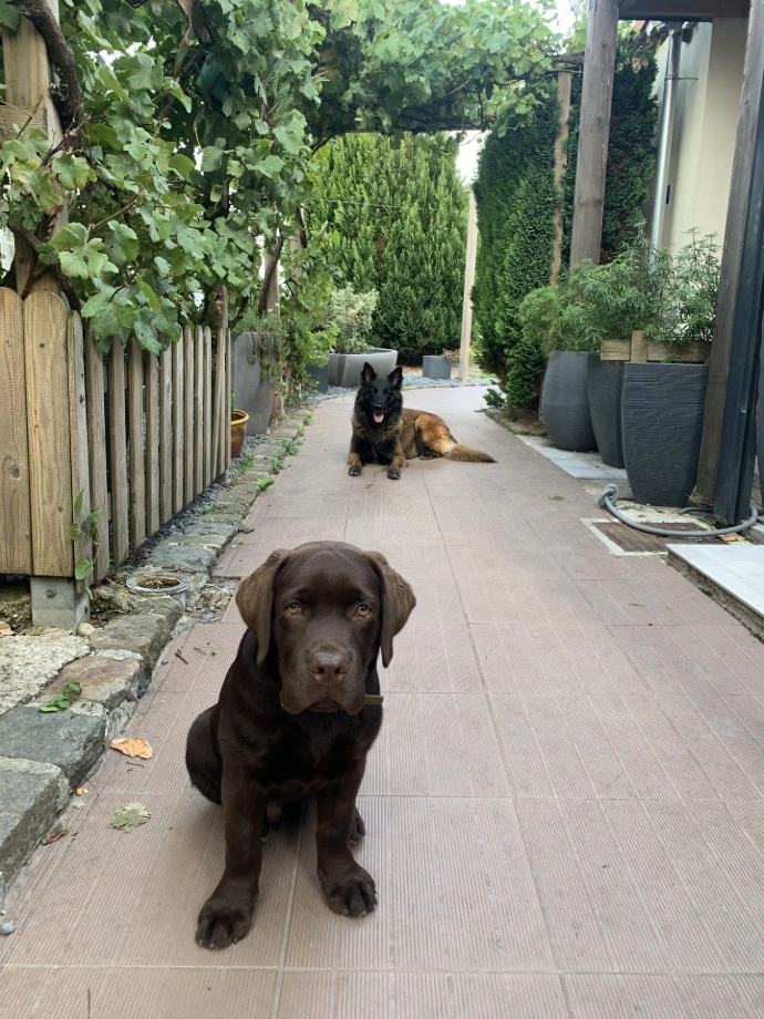 Séance d’éducation canine et de socialisation entre un chiot Labrador chocolat et un Berger Belge dans un environnement calme et familial.