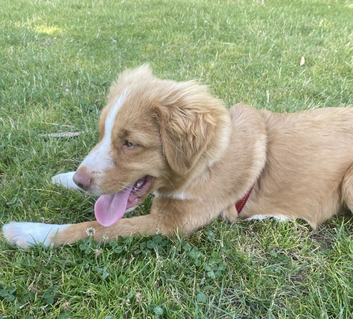 Jeune chiot en apprentissage lors d’une séance d’éducation canine positive et adaptée aux besoins du chien.