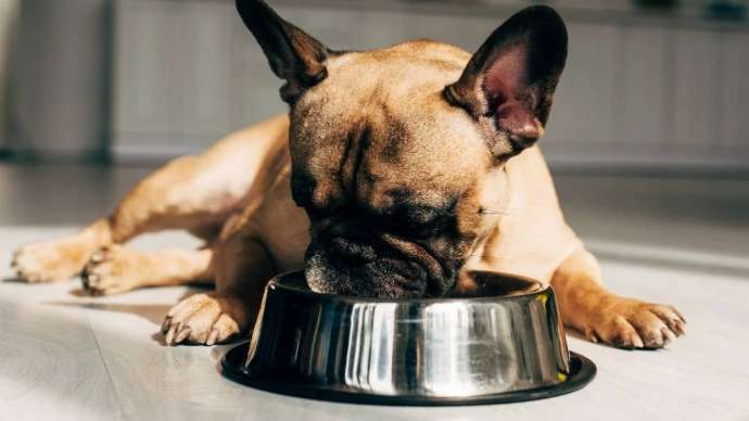 Bouledogue français profitant d’un repas équilibré pendant une garde de chien familiale dans les Hauts-de-France