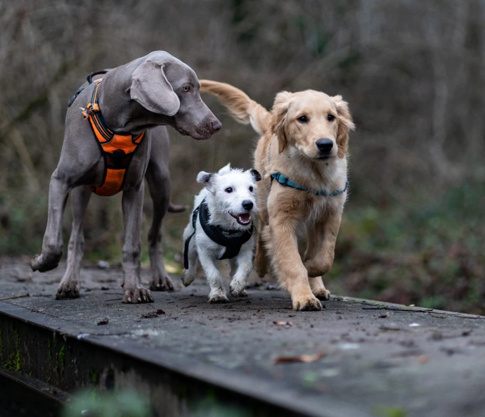 Balade collective éducative avec plusieurs chiens encadrés par un éducateur canin comportementaliste à Valenciennes