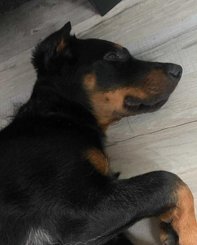 Chien calme et détendu dans un environnement rassurant de pension canine familiale près de Valenciennes