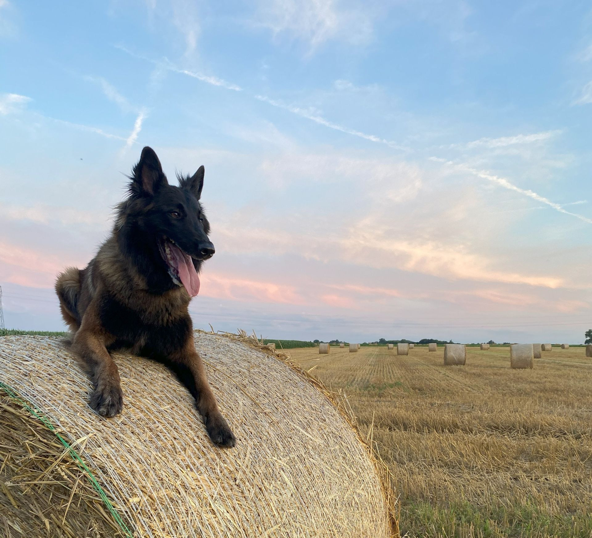 Un berger belge se repose sur une botte de foin dans un paysage rural au coucher du soleil. Cette photo met en valeur la beauté du chien, le calme de la nature et le bien-être animal dans un environnement